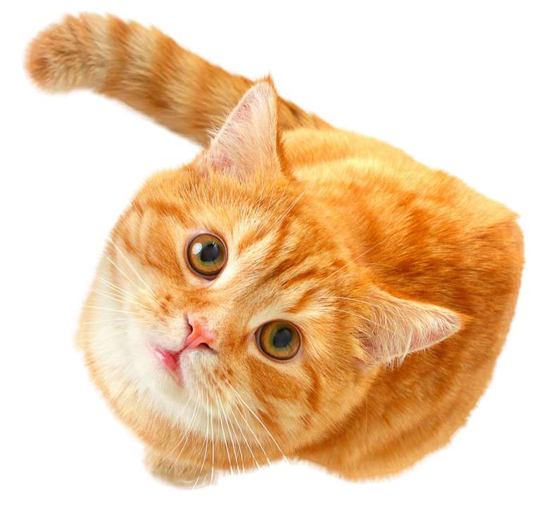 Gato 2