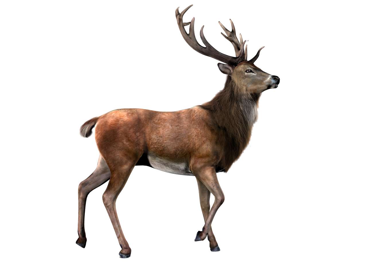 Veado