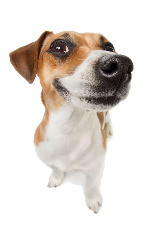 Cachorro 2