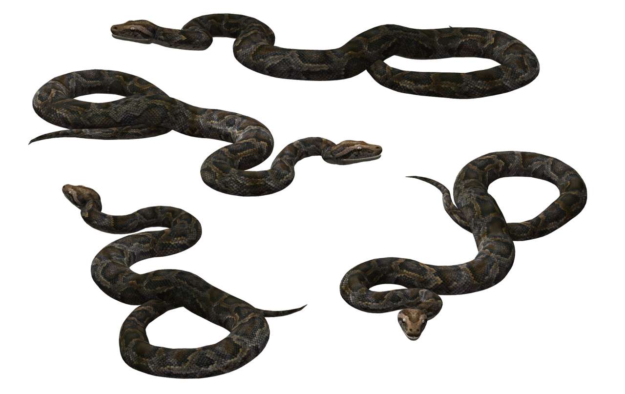 Cobras