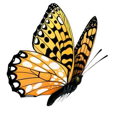 Borboleta