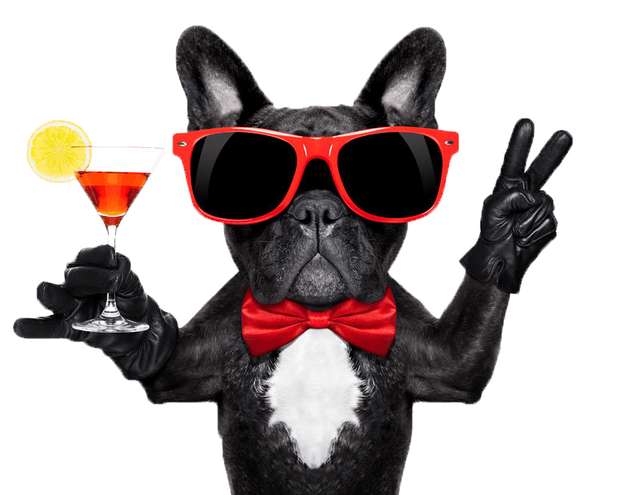 Cocktail Dog 1