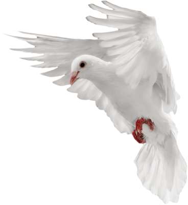 Pombo2