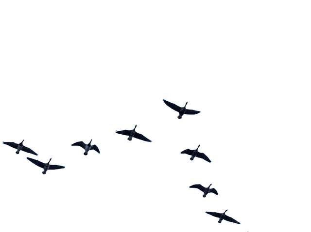 Aves Voando