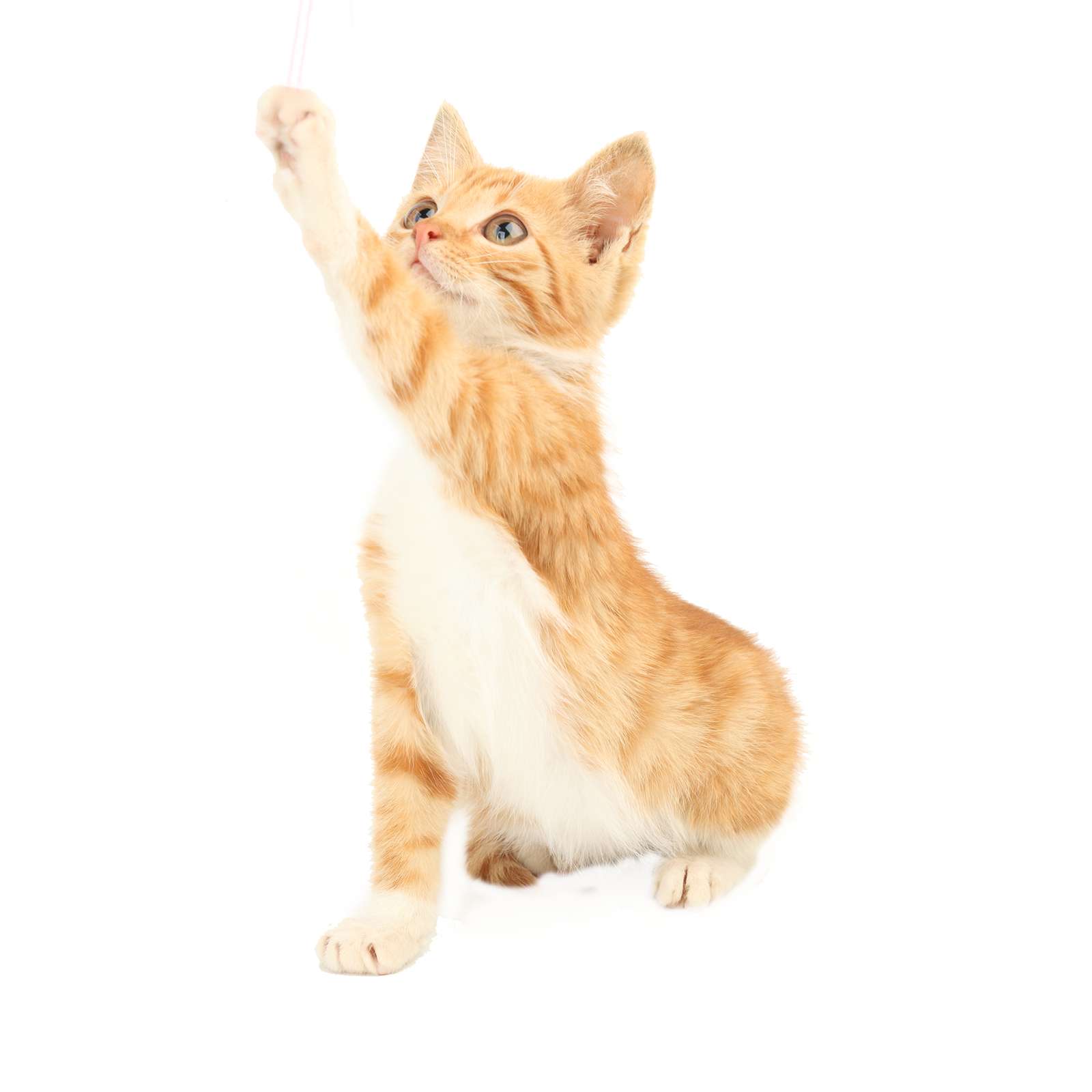 Gato2