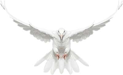 Pombo 4