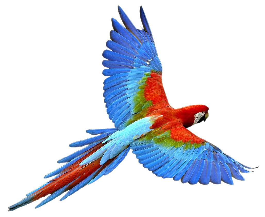 Arara 2