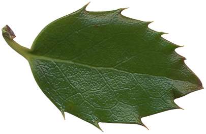 Folha Tropical Escura Plantas Png Grátis Para Baixar
