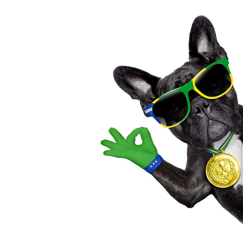 Cachorro Ok