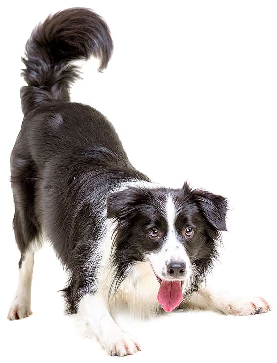 Cachorro