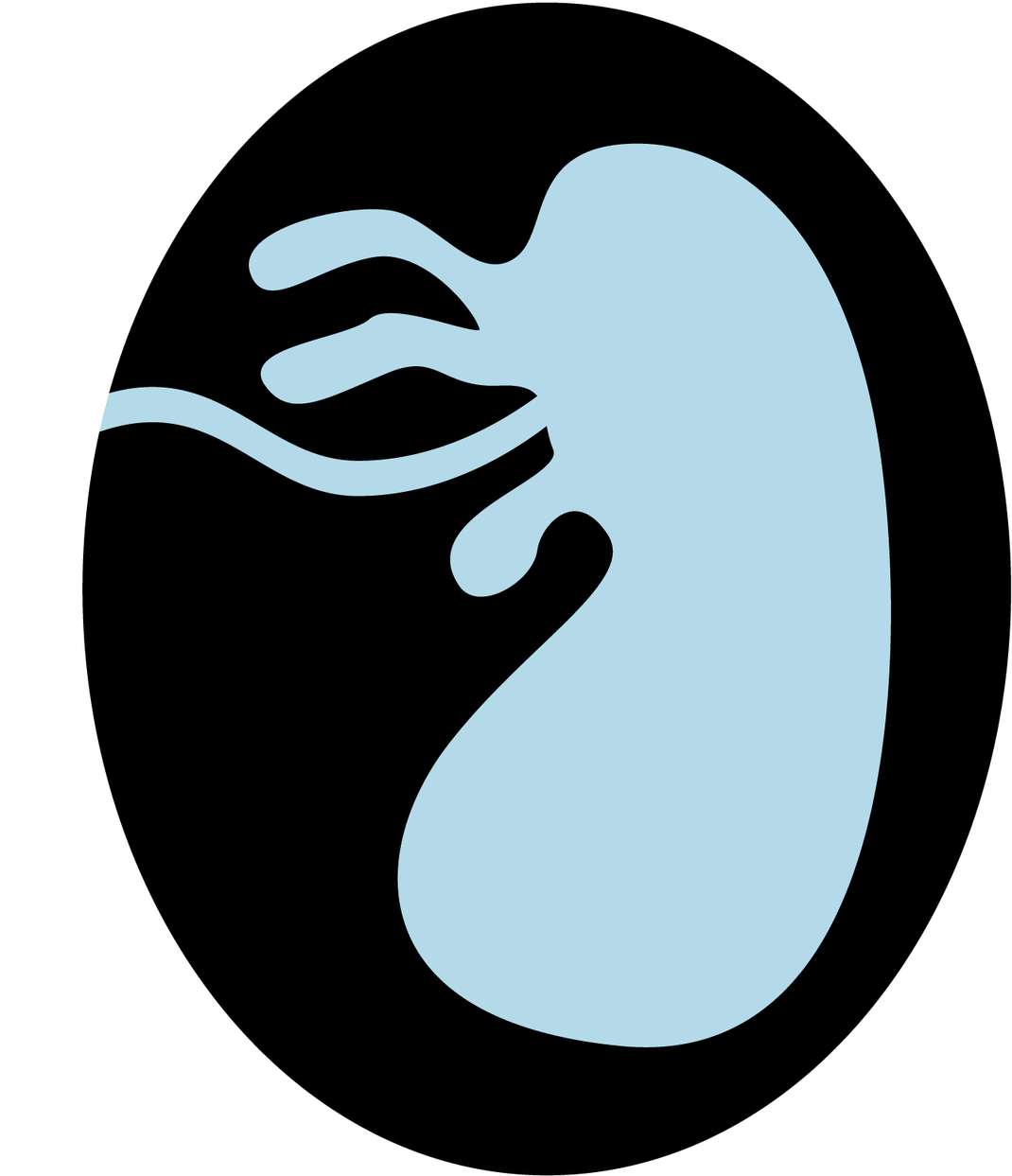 Representação Do Rim Humano Anatomia Png Grátis Para Baixar