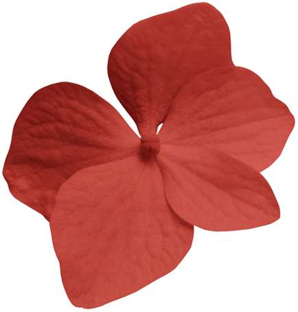 Flor Tropical Alaranjada Flores Png Grátis Para Baixar